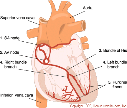 The Body S Electrical System Howstuffworks