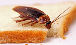 10 Cockroach Hiding Spaces Howstuffworks