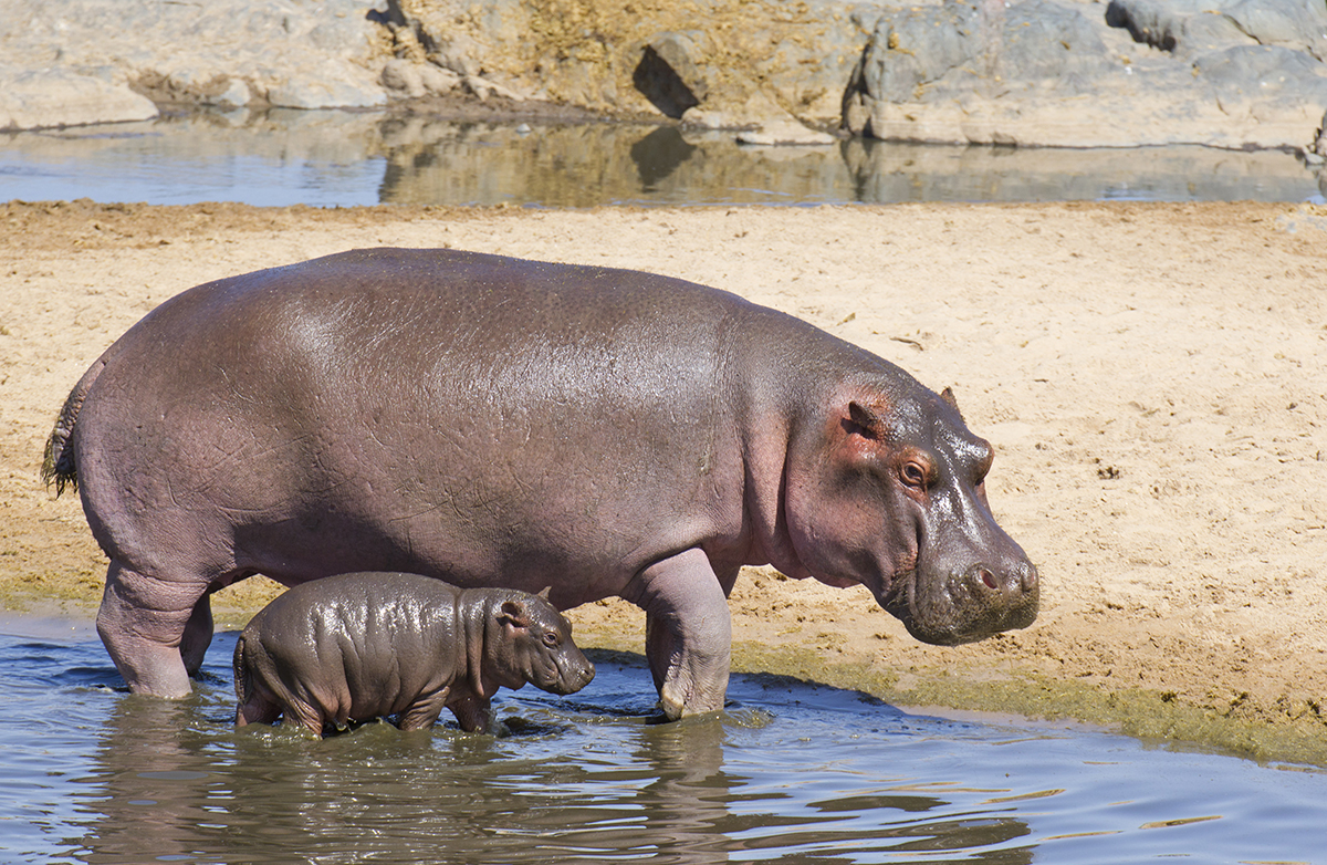 warmie hippo