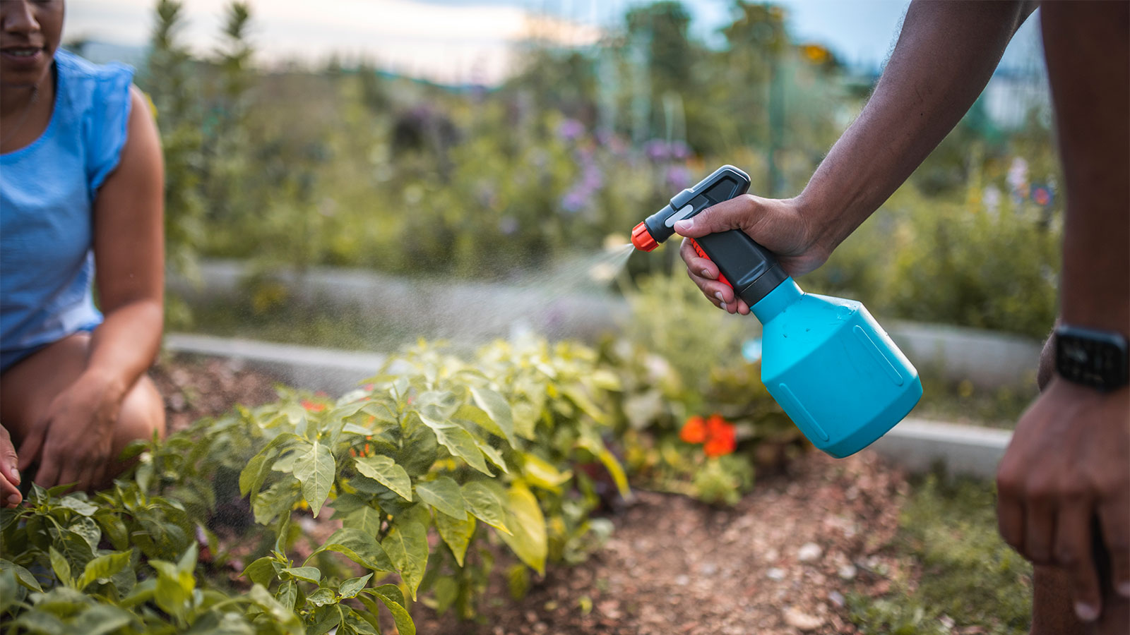 Spraying Pesticides In House