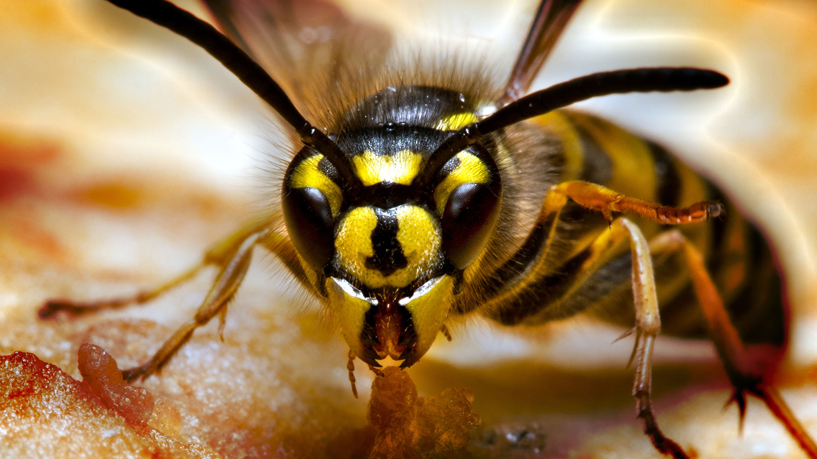 wasp vs hornet sting