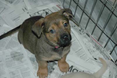 paper training a puppy