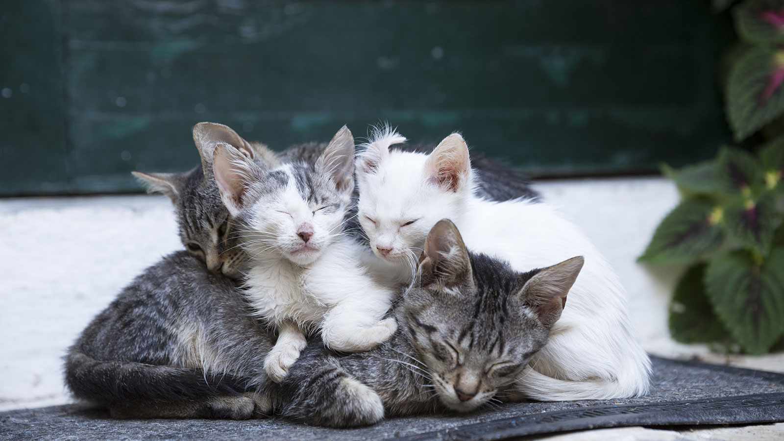 black and white tortoiseshell cat