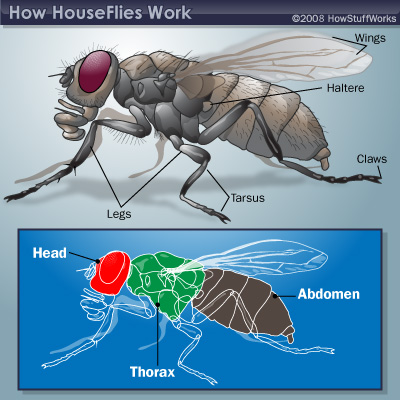 Housefly Anatomy Wings Legs And Abdomen HowStuffWorks