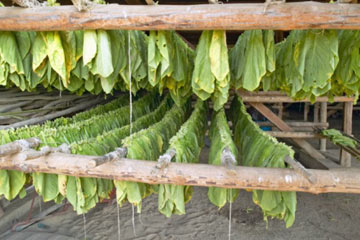 In snus, tobacco leaves are ground and pasteurized, while the leaves in most other tobacco products are left to air-dry to bring out their natural flavor.