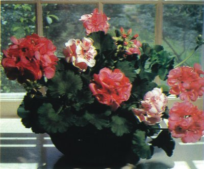 geraniums