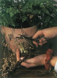 plant being trimmed