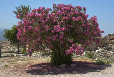 This shrub rose produces great color in every season.