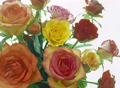 Many new roses are being developed that can resist disease.