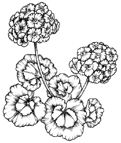 outline drawings of geraniums