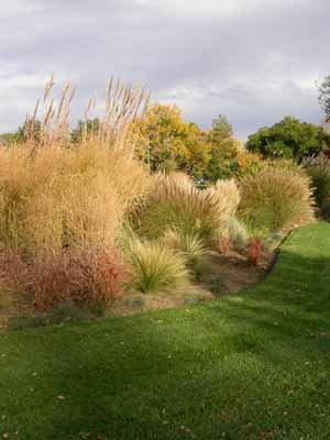 Ornamental grasses, shrubs, and border plants can be mixed together effectively.