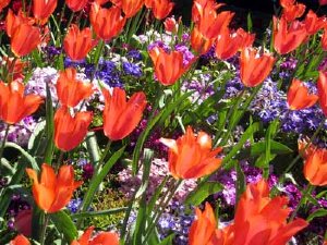 These flowers sway gently in the wind.