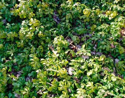 A healthy ground cover should establish a strong root system.