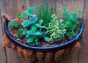 Grow an herb garden as a container garden if you don't have room for outdoor planting.