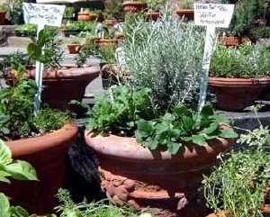 When growing an herb garden, plant herbs that need light soil in pots.