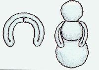 Bend the folded arms into a
