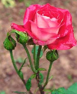 Double-dig a garden bed intended for deep-rooted plants such as roses.