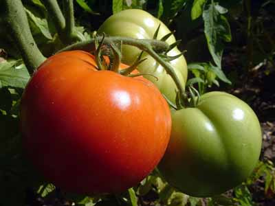 Many tomatoes are specifically bred to resist disease.