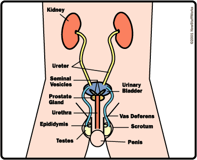 Male Sex Organs | HowStuffWorks