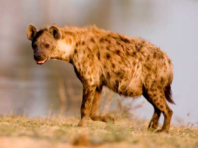 Why do spotted hyenas laugh? | HowStuffWorks
