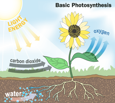 Sugar And Carbon The Photosynthesis Cycle Howstuffworks