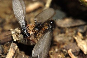 Keeping Termites Away From Your Home