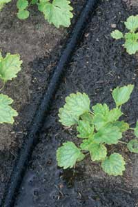 Irrigation through a young garden.