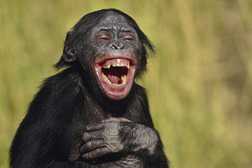 Laughing Gorilla Do animals laugh HowStuffWorks