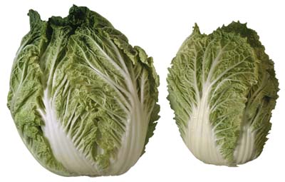 heads of lettuce