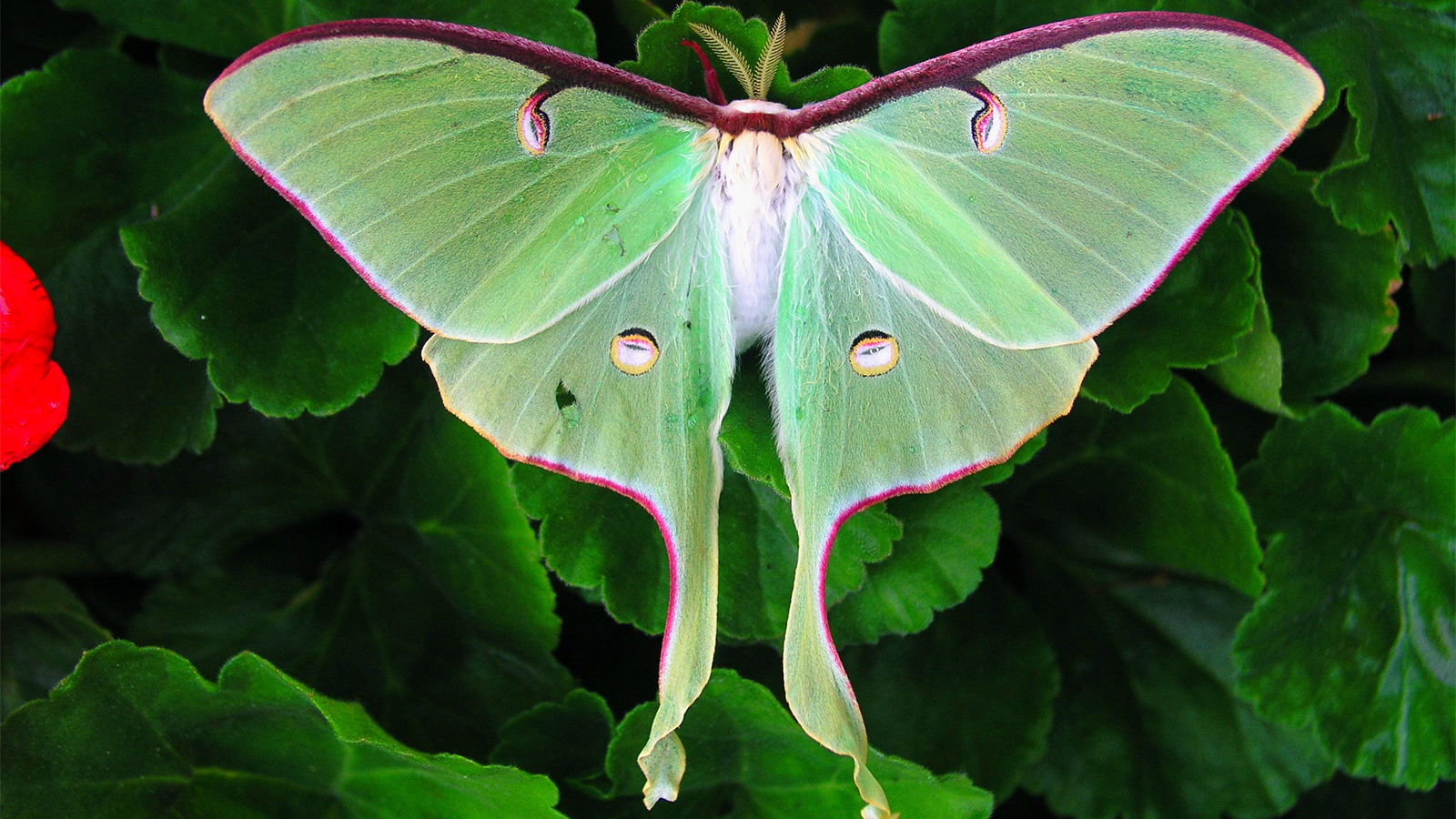 beautiful moths