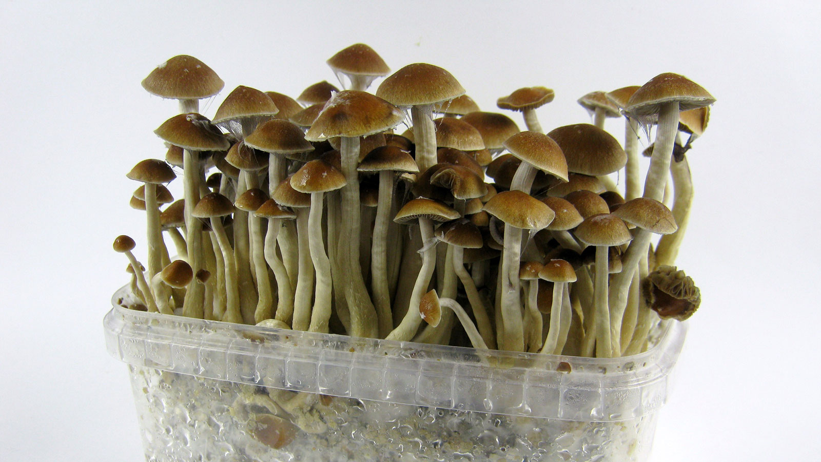 How Magic Mushrooms Work Howstuffworks