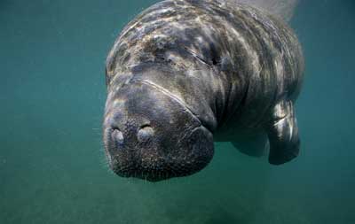 Manatee Vision: Relying on Other Senses - Manatee Vision | HowStuffWorks