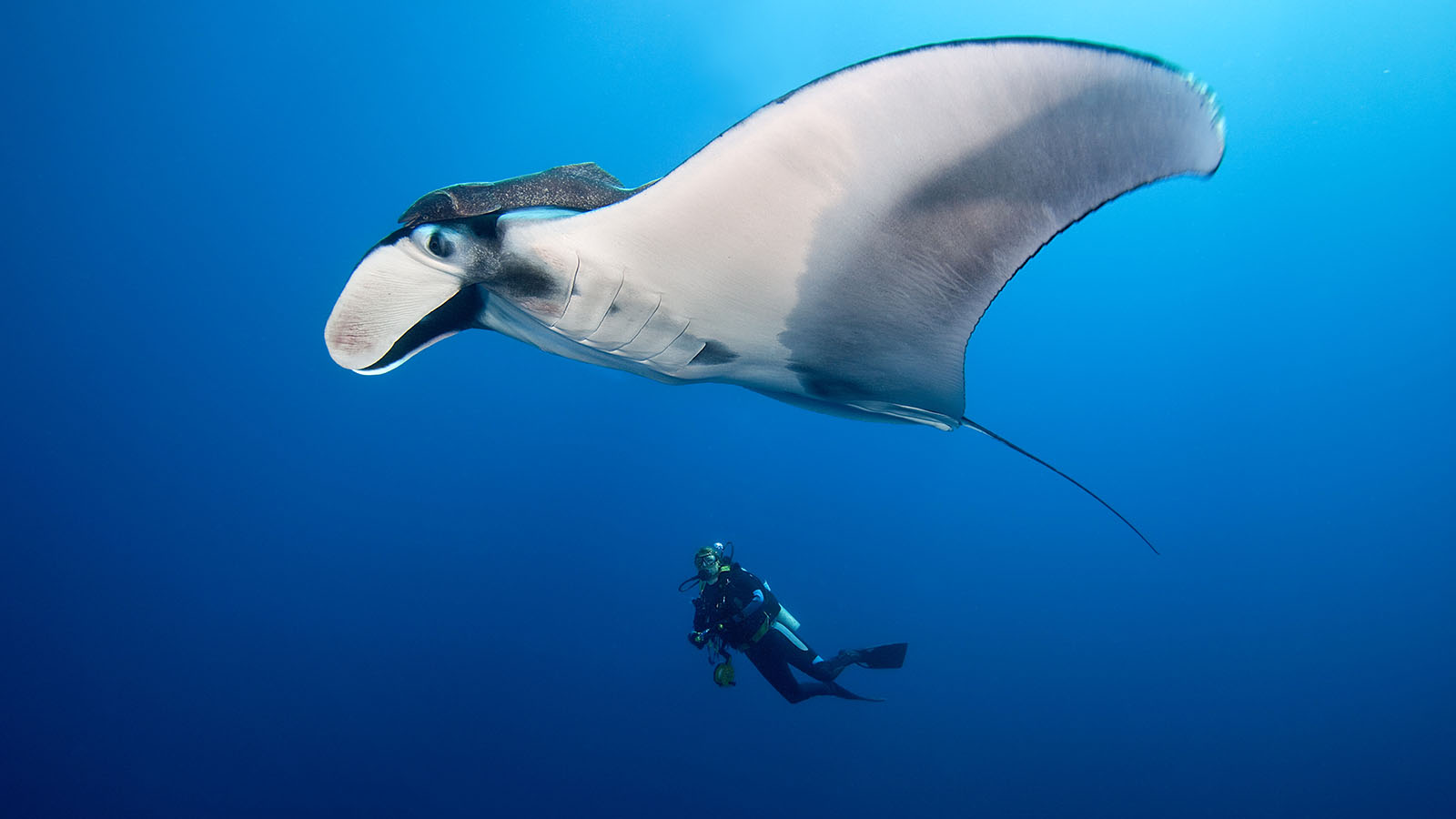 largest mantaray