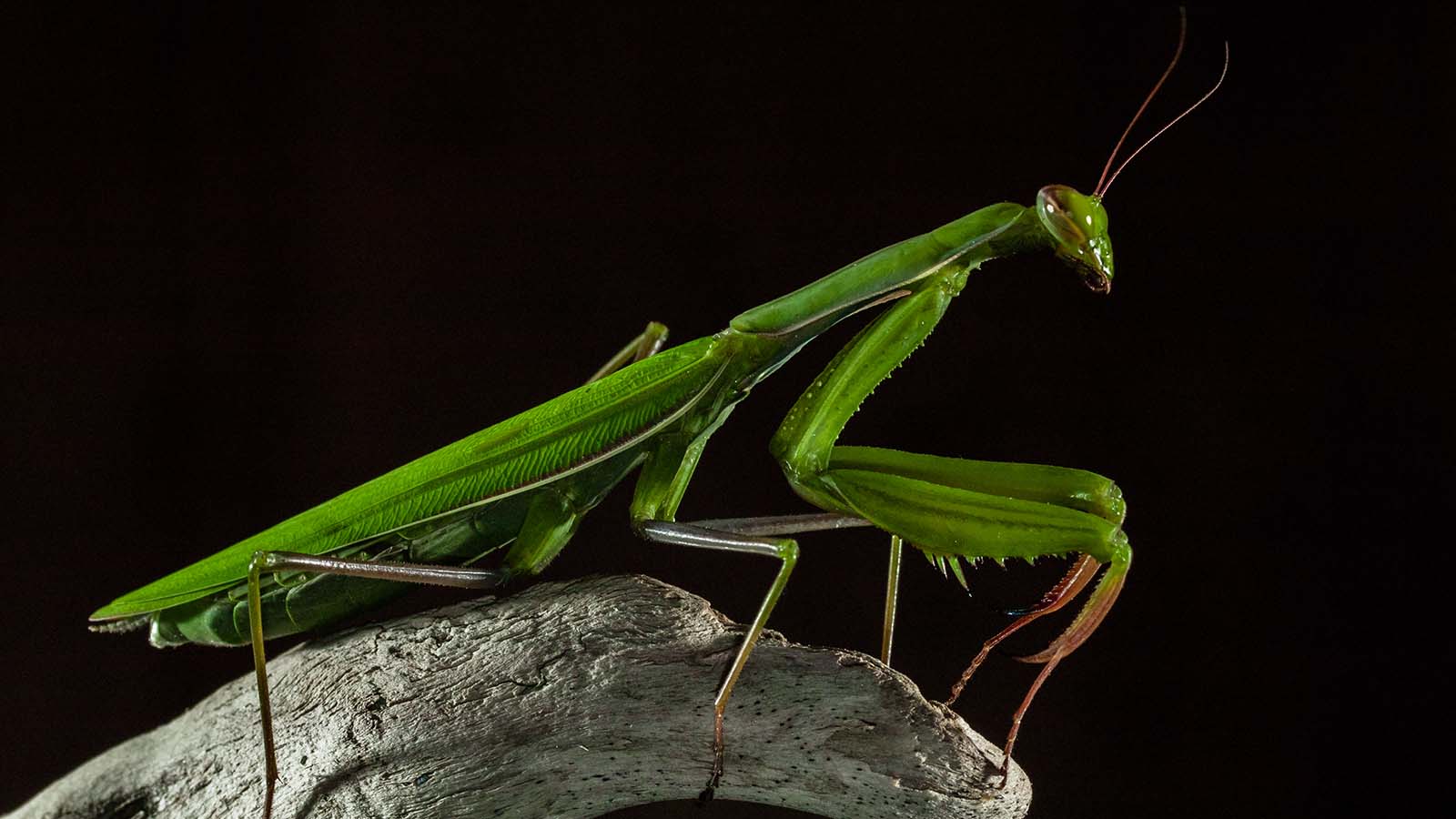 praying mantis eating bird