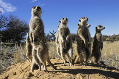 meerkats-communication-2.jpg