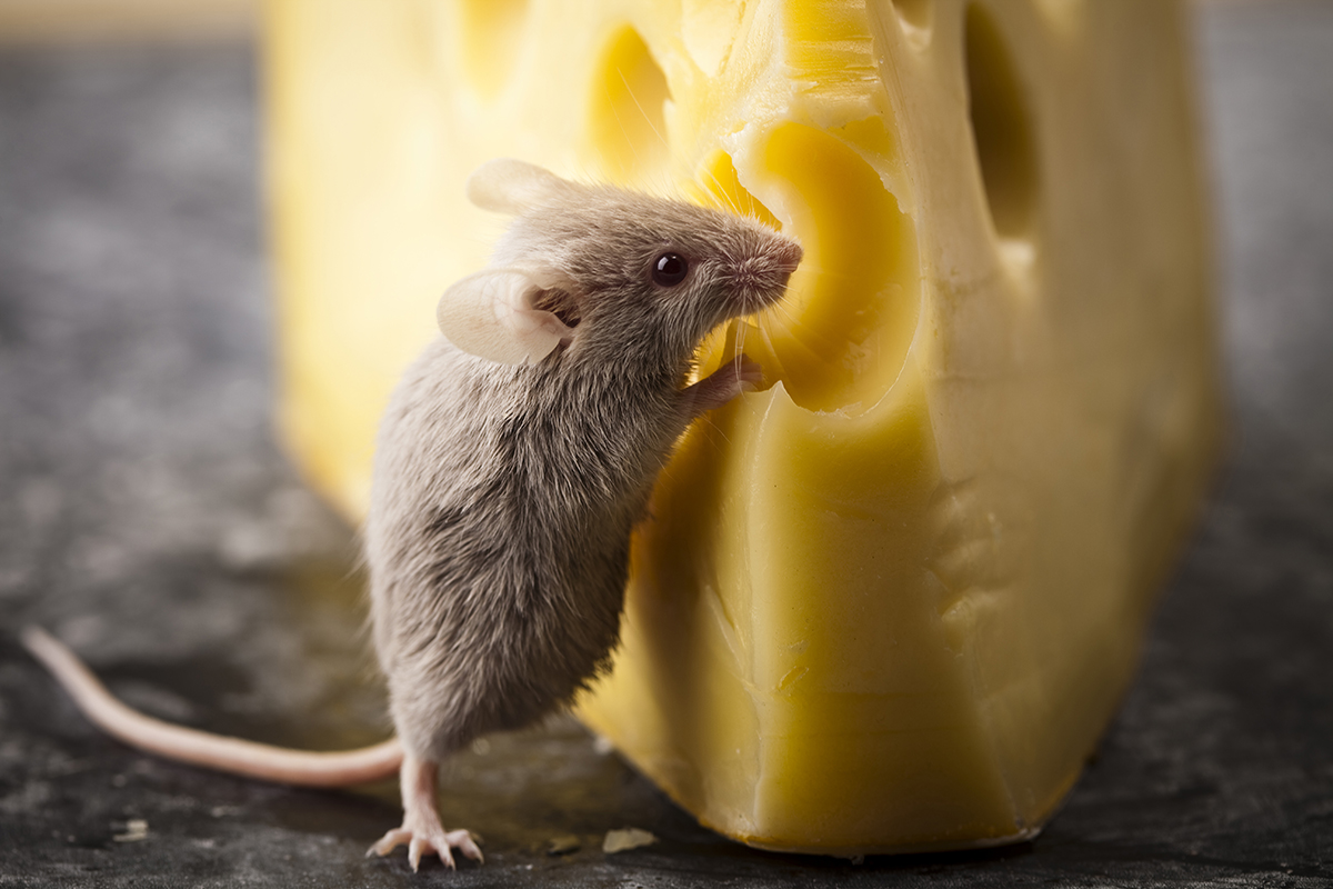 Big Cheese Rodent Outlet Websites, Save 65% | jlcatj.gob.mx