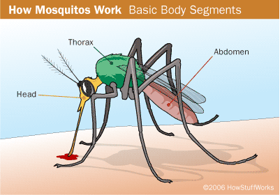 is mosquito an insect