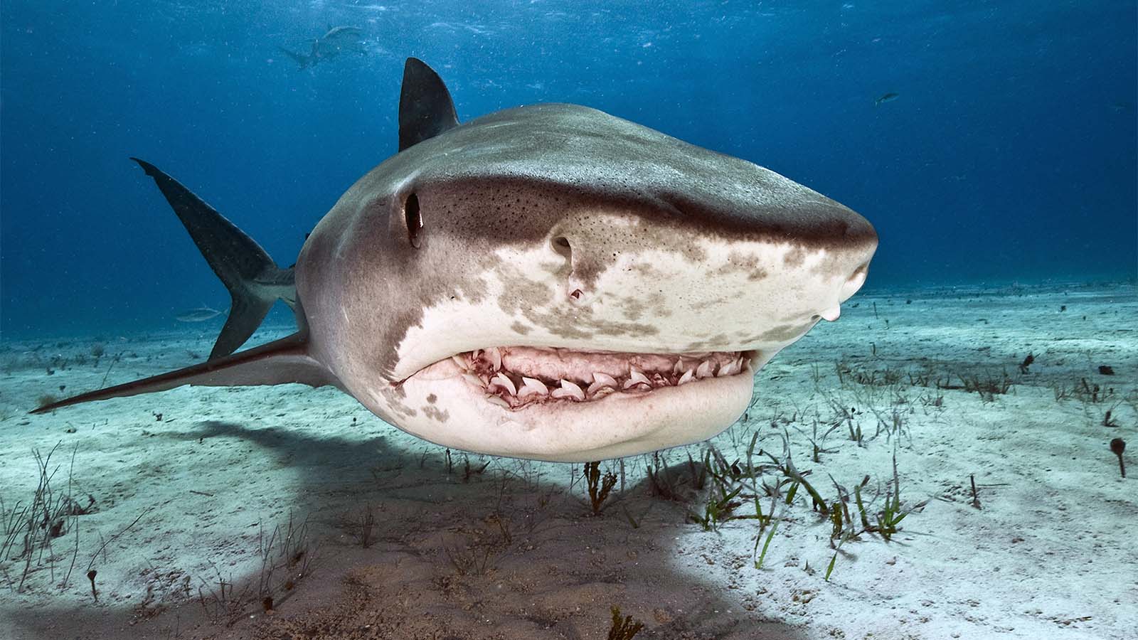 15 8-Bit Shark-Cade Style ideas