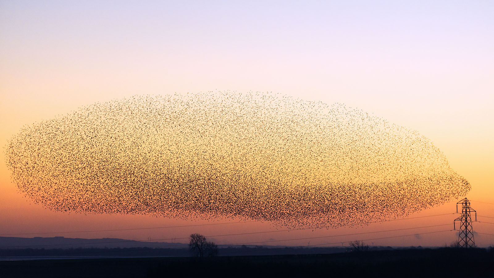 european starling flock