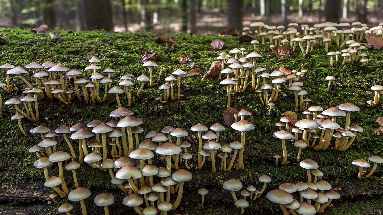 Soon, You Could Be Wearing Mushroom Leather. But Will It Be Better for the  Environment?