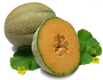 The netted melon or muskmelon is very often called a cantaloupe.