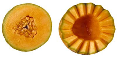 Muskmelon, cantaloupe can be grown from seeds or by transplants.