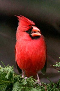 Northern Cardinal : Wild Birds | HowStuffWorks