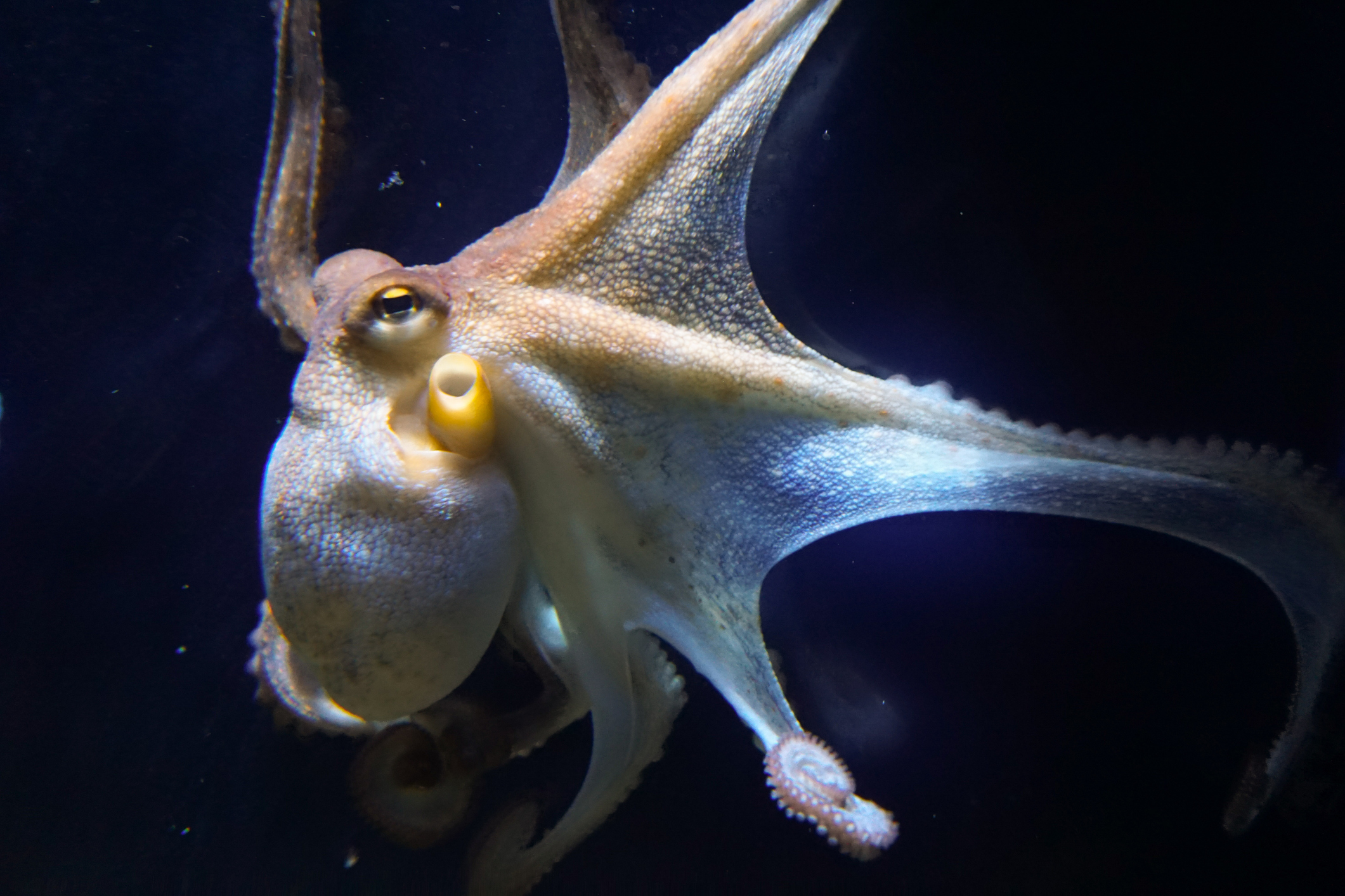 Meet Ewa Swoboda, the Polish runner who went viral after her camera salute  before the women's 100m and is a Barbie model, image size:2121x1414