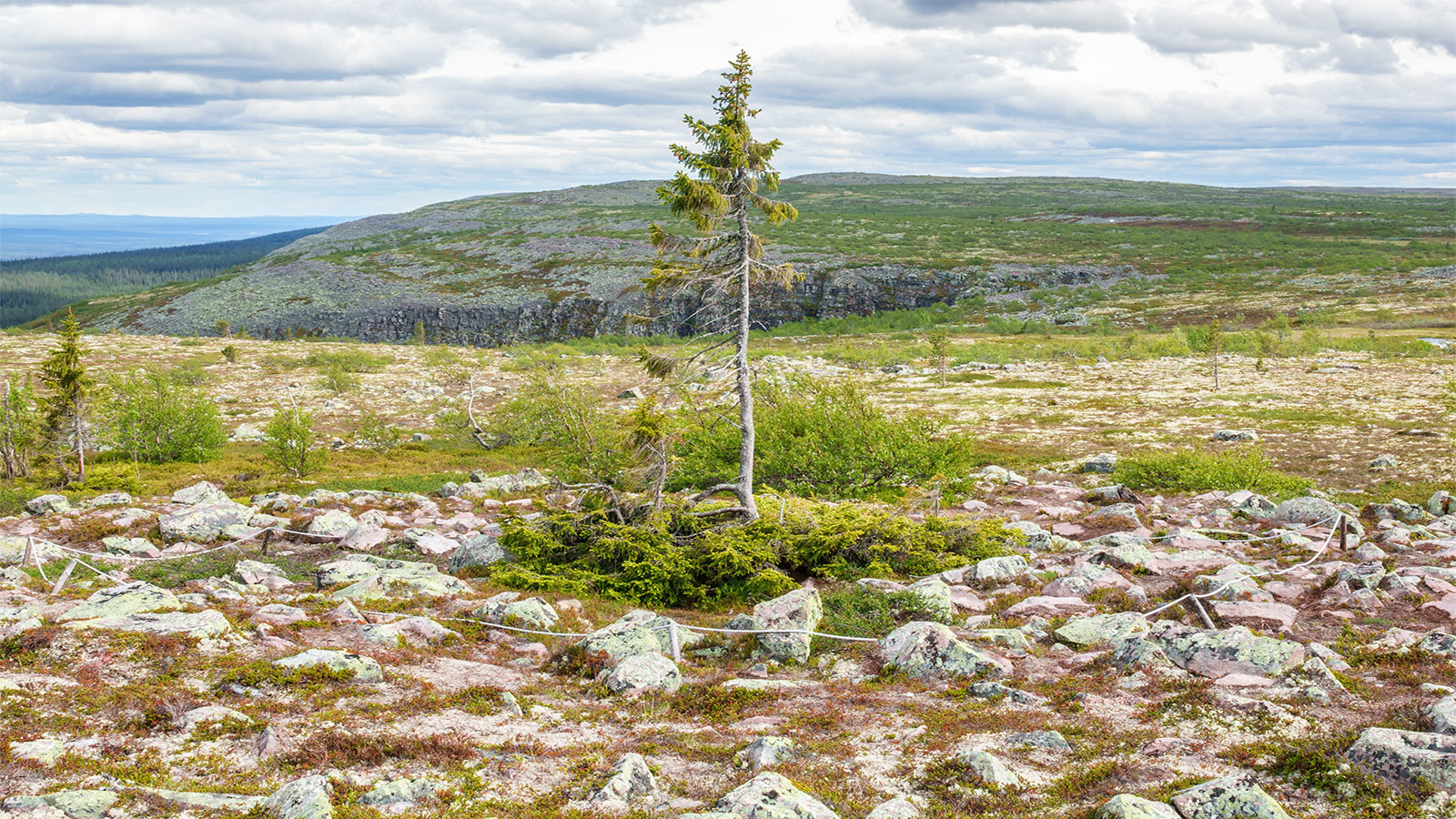 What Is The Oldest Tree In The World CLAM GEMS Sharing Tales From 