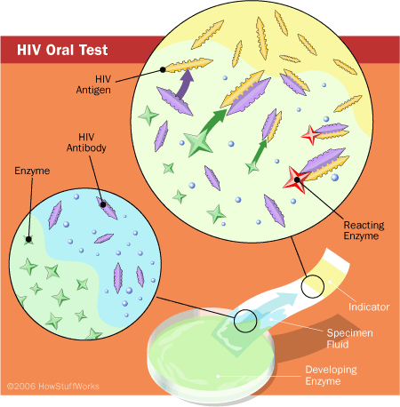 Generalized illustration of oral HIV-testing process