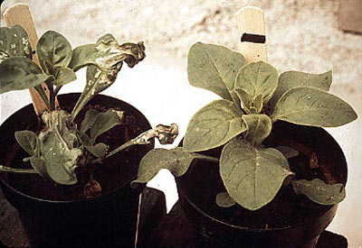 photo of ozone-damaged plant and normal plant