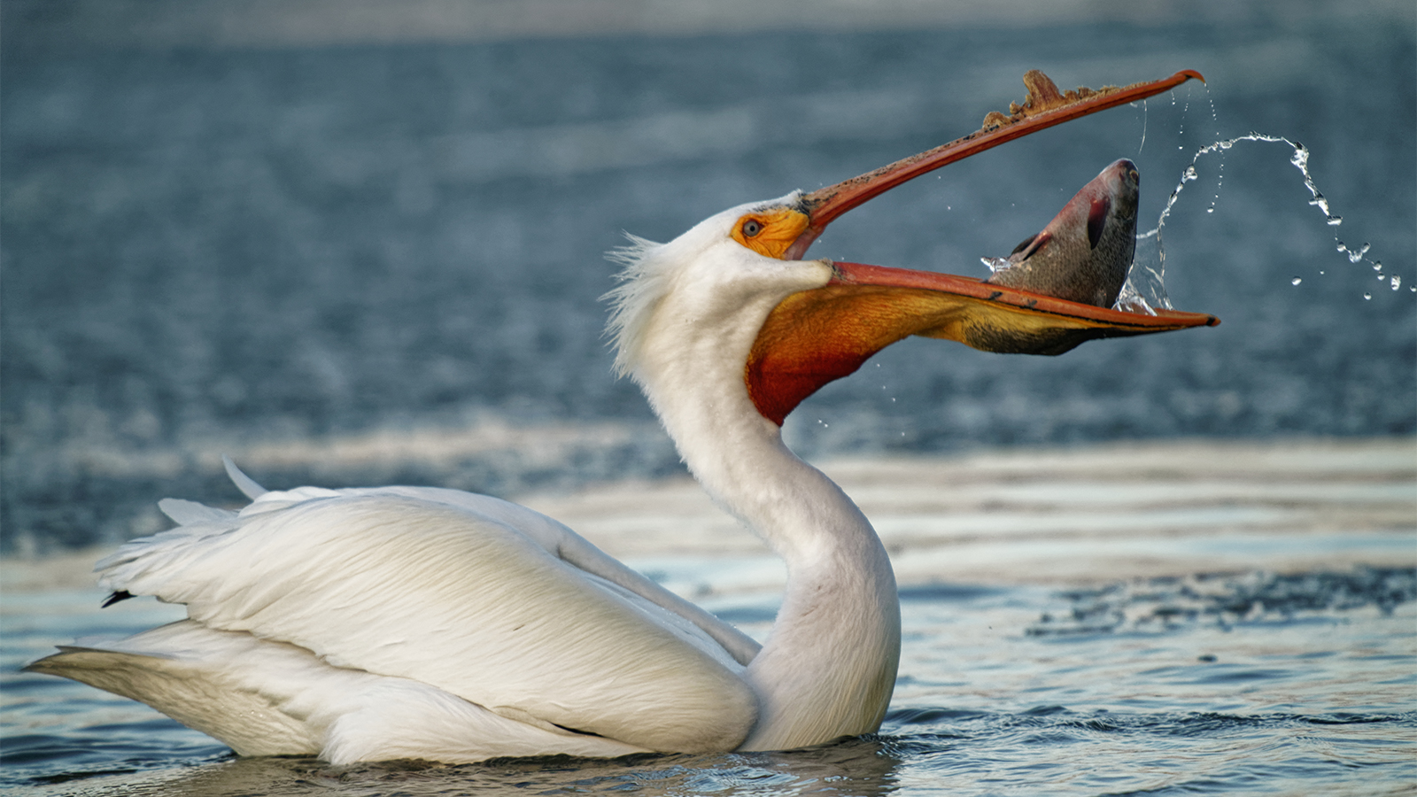 Outback Pelicans, The Bill and Pouch Breakdown (Graphic)