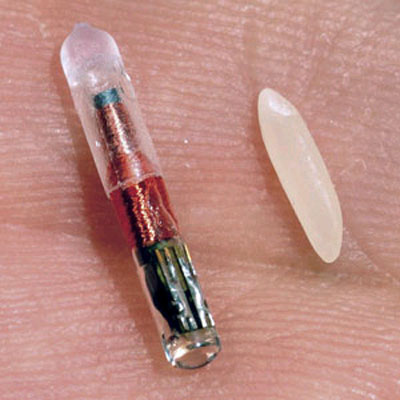 How the Pet Microchip Works - How does a pet microchip implant work