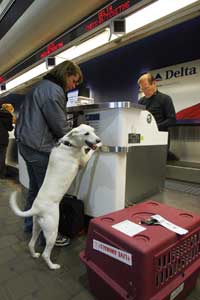 baggage pets